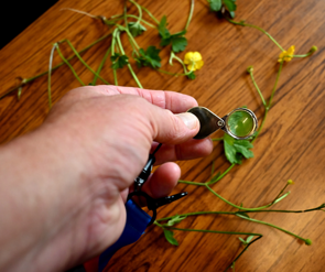 identify plants