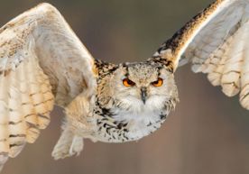 website-banner-template-umbraco-27