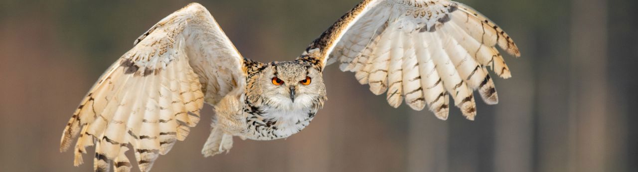 website-banner-template-umbraco-27