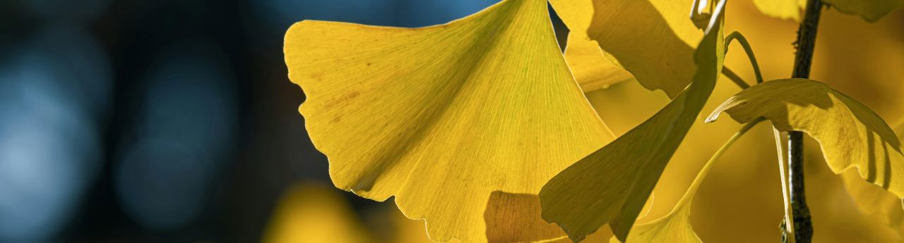 website-banner-template-umbraco-17