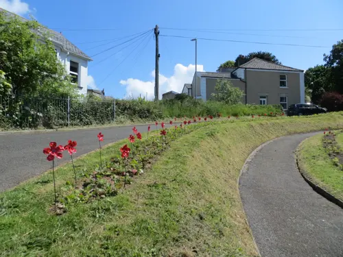 Poppies in Liskeard