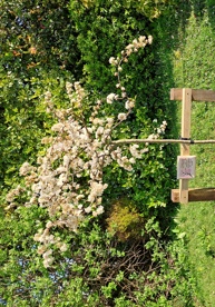 tree_lorna-searle