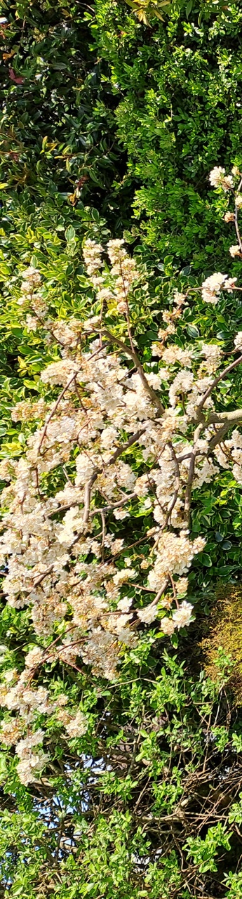 tree_lorna-searle
