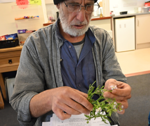identify plants