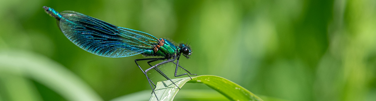 istock-2224757185-demoiselle-dragonfly