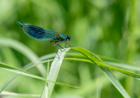 istock-2224757185-demoiselle-dragonfly